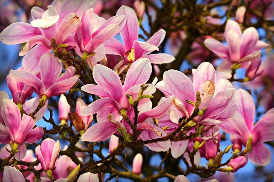 pétales de fleurs